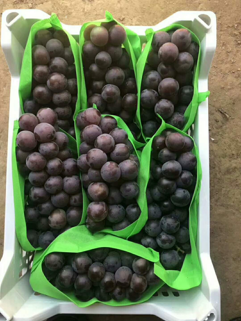 葡萄