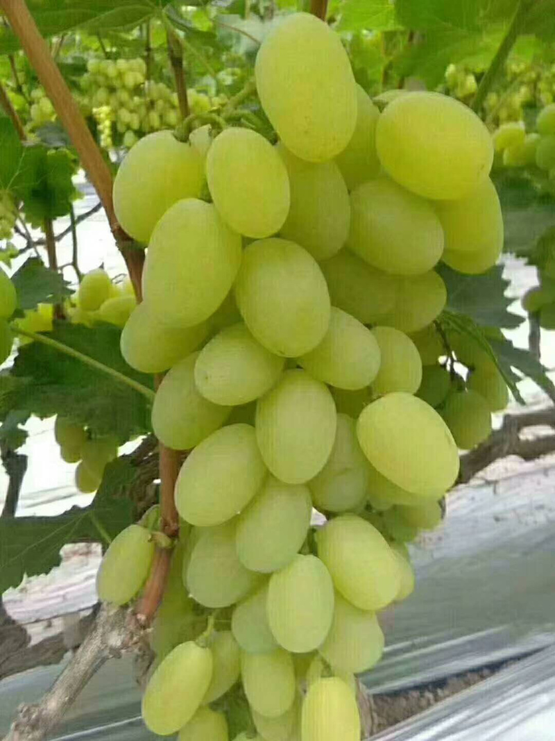 葡萄