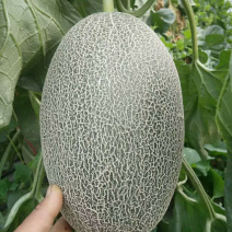 西周密