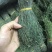 独脚金，精品，软支细脚，新货，大量有货，欢迎联系