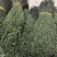 独脚金，精品，软支细脚，新货，大量有货，欢迎联系
