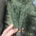 独脚金，精品，软支细脚，新货，大量有货，欢迎联系