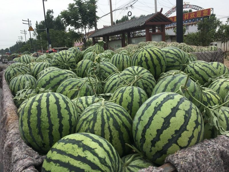 🔥《美都西瓜》大量供应代发全国诚信经营，保质保量!
