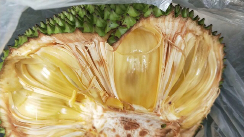 菠萝蜜