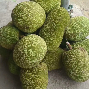 菠萝蜜