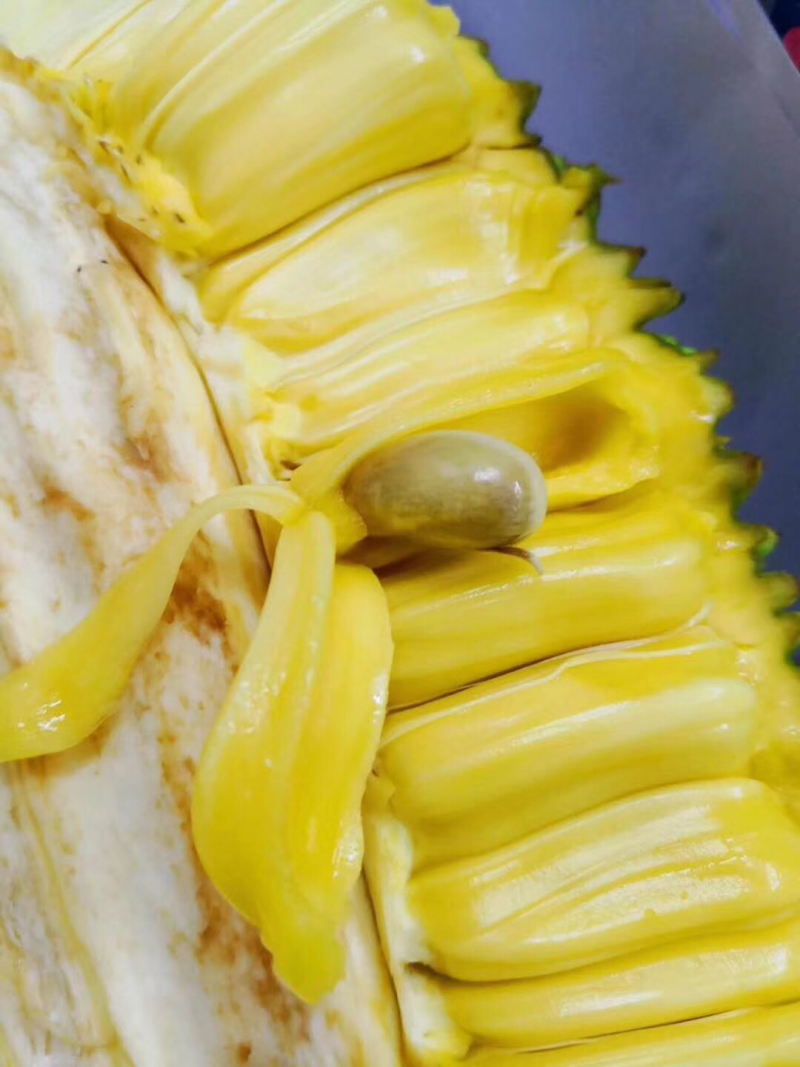 热带水果菠萝蜜黄肉