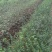 枸橘树30~50cm