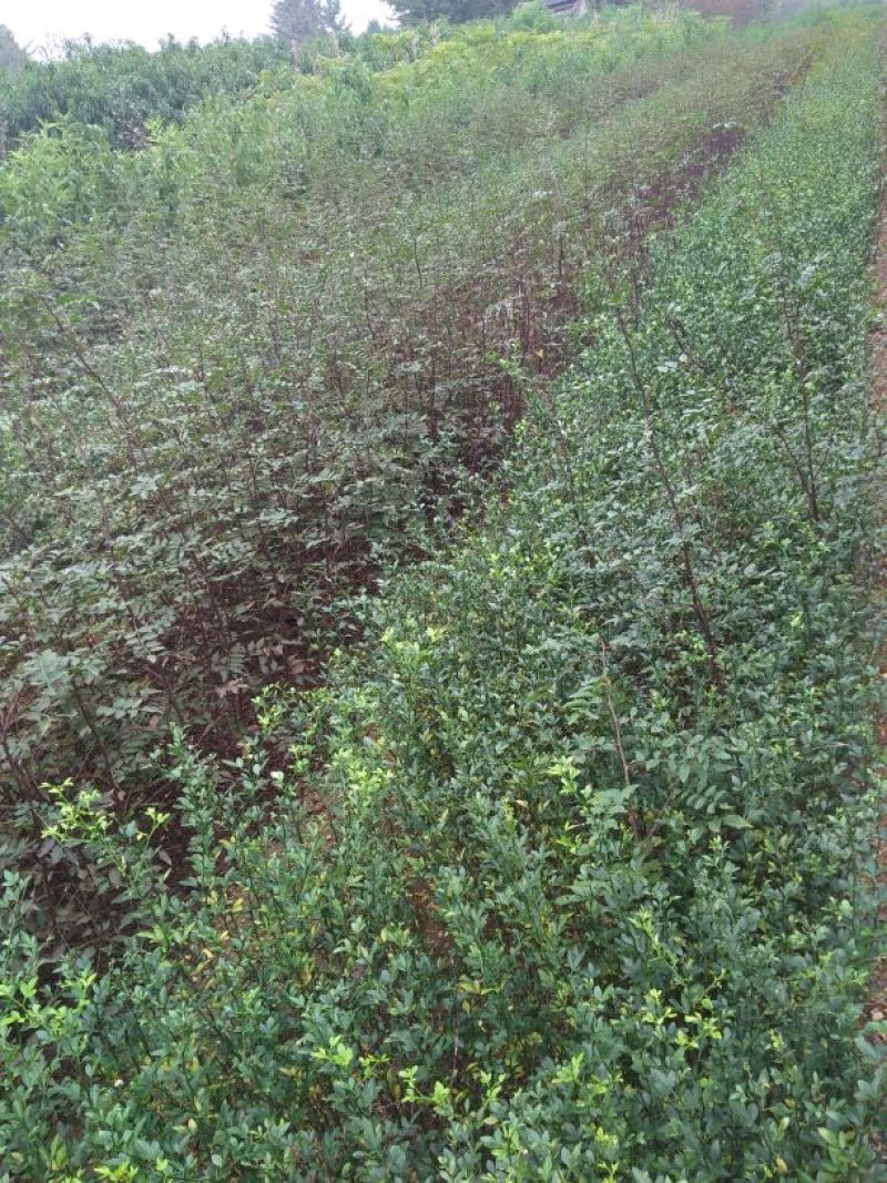 枸橘树30~50cm