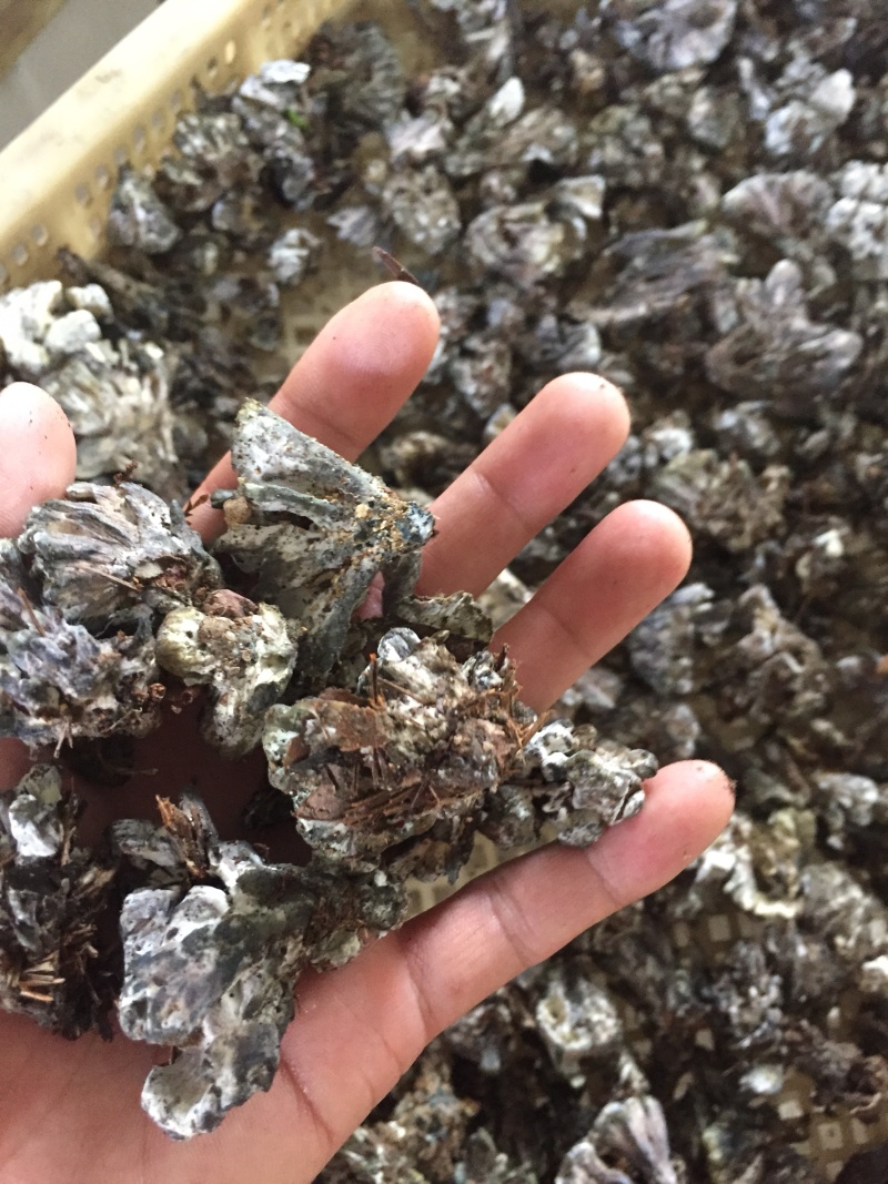 干巴菌特级，长期供货！