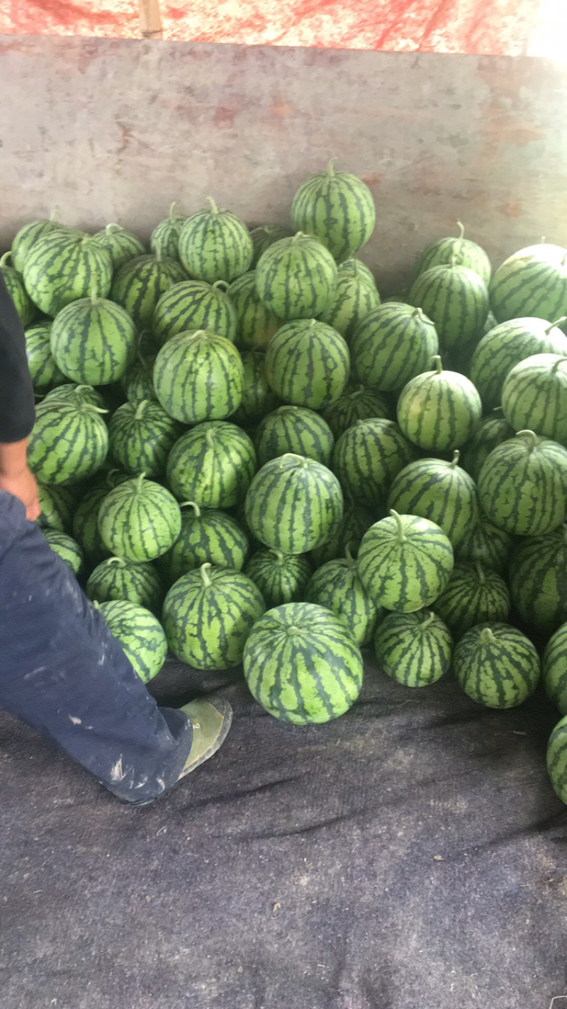 温岭大棚8424黑籽自产