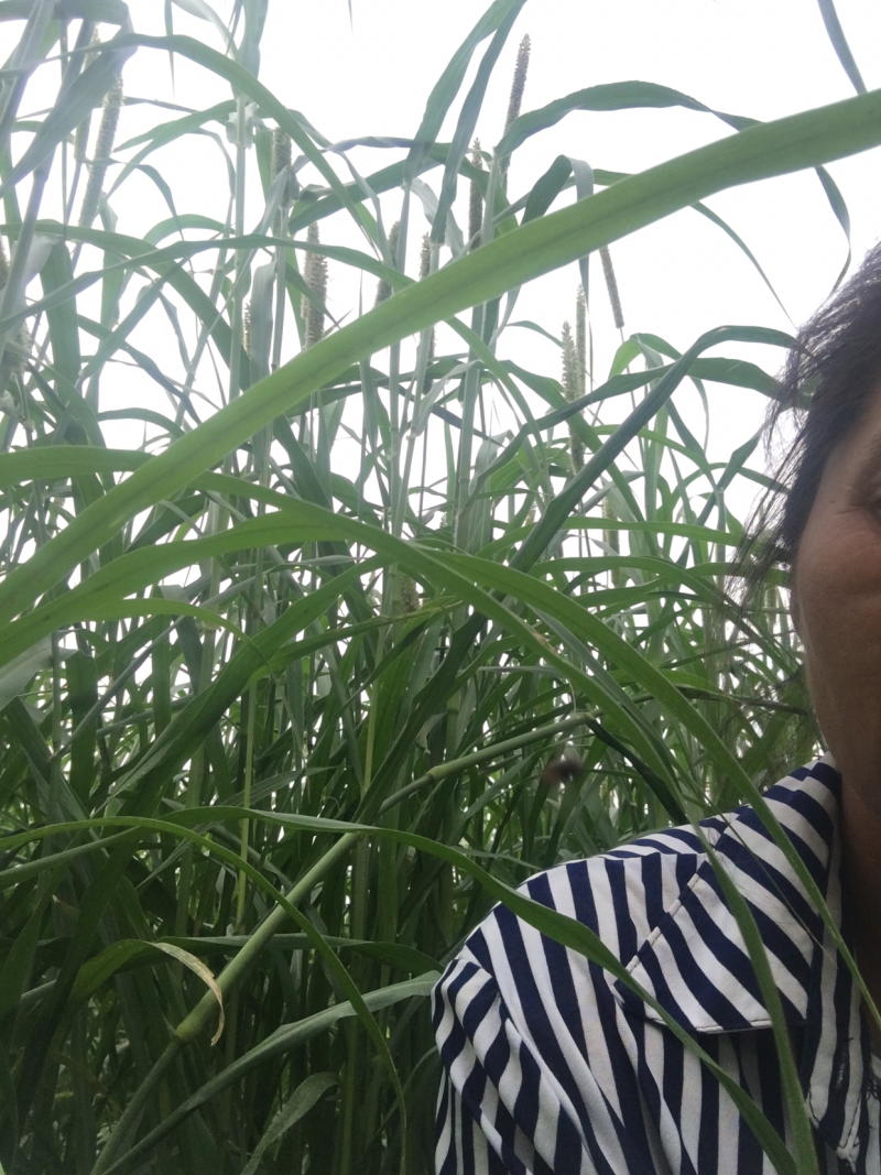 青贮草鲜草