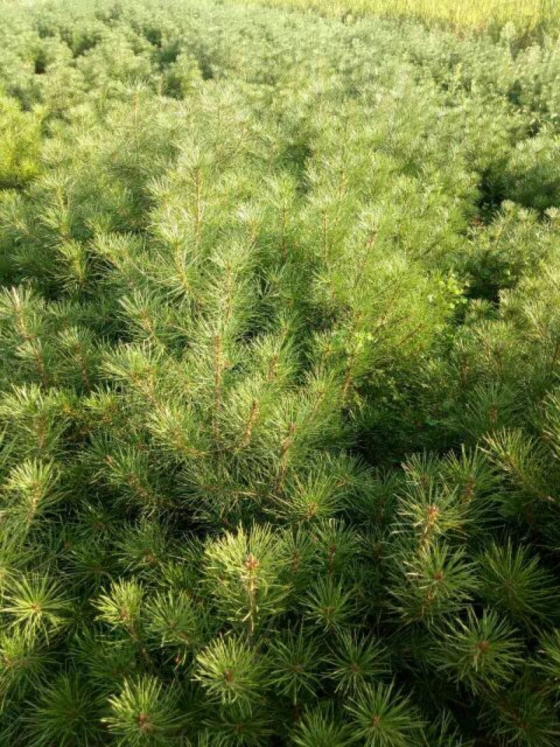 白松树苗100~150cm