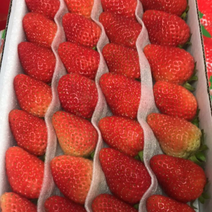 365天供应鲜草莓🍓