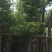 香樟