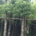 香樟