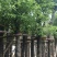 香樟