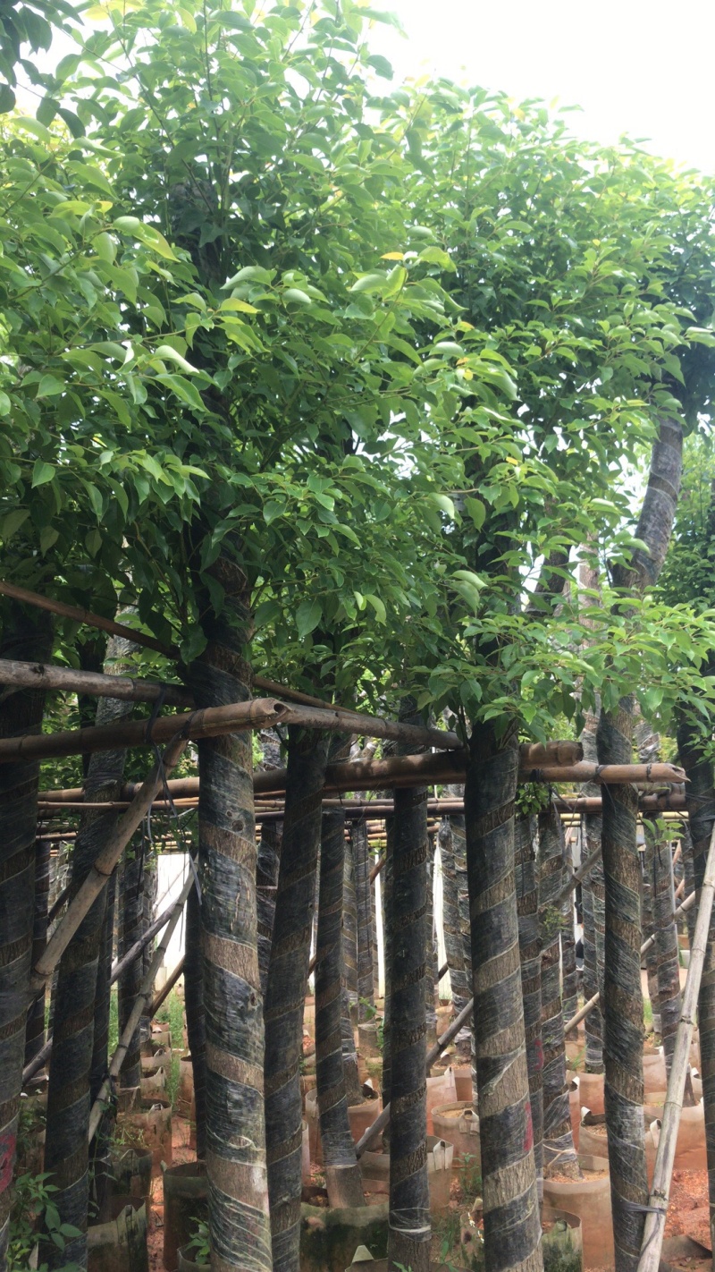 香樟