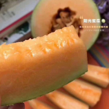 新疆西周蜜25号蜜瓜