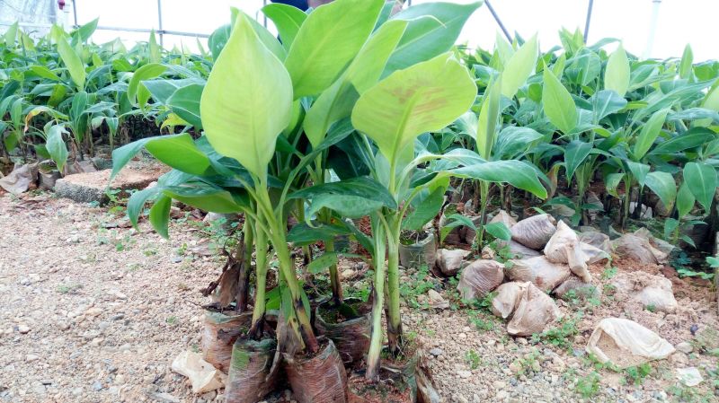 香蕉苗威廉斯B6香蕉苗