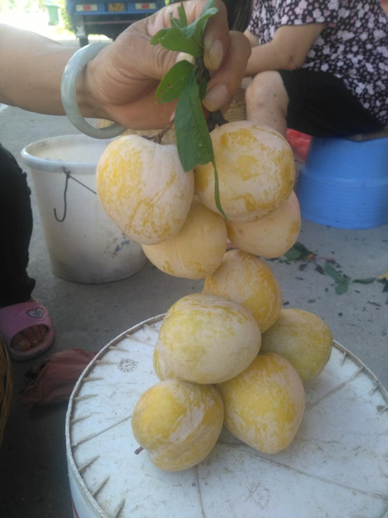 黄金奈李，粤北高山特产，套袋黄金奈李