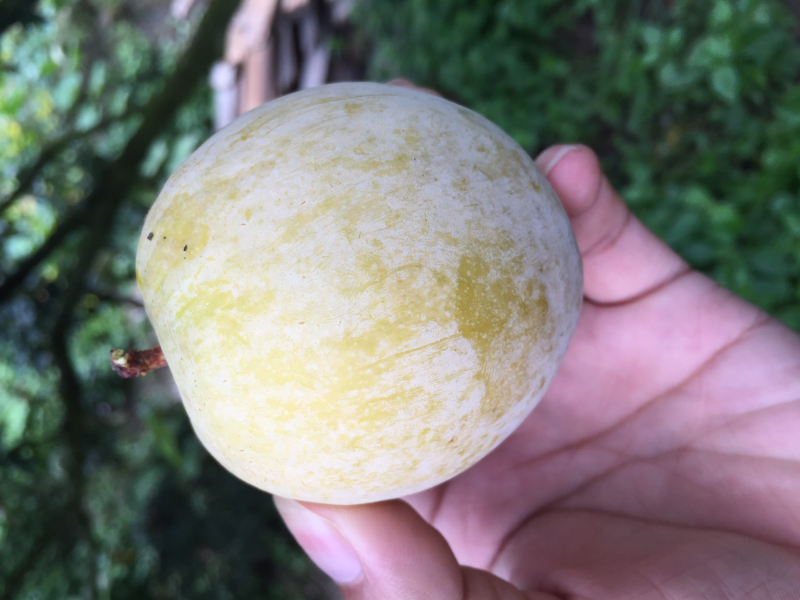 黄金奈李，粤北高山特产，套袋黄金奈李