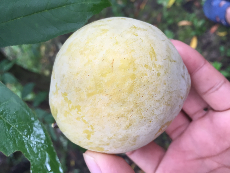 黄金奈李，粤北高山特产，套袋黄金奈李
