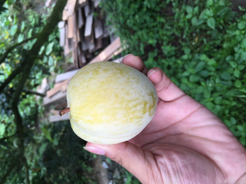 黄金奈李，粤北高山特产，套袋黄金奈李