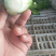 芹菜