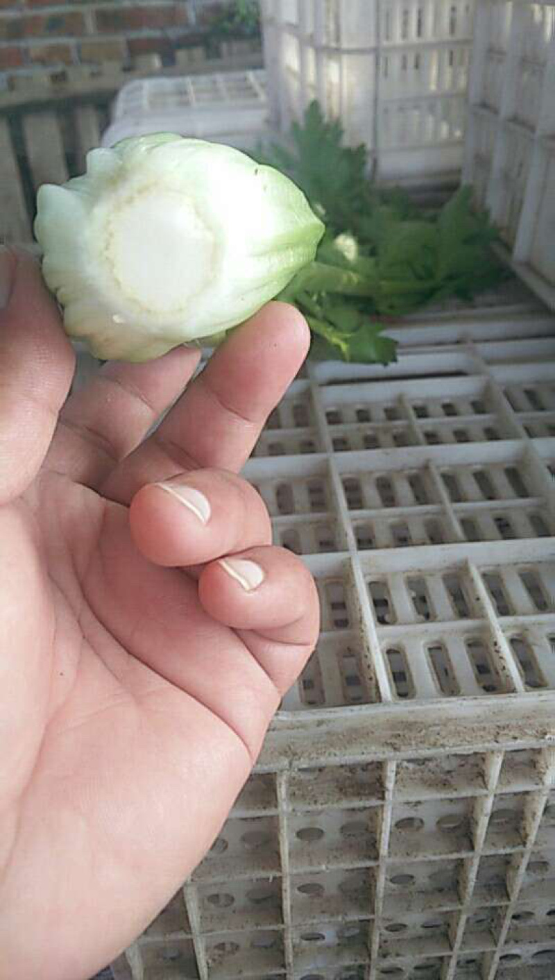 芹菜