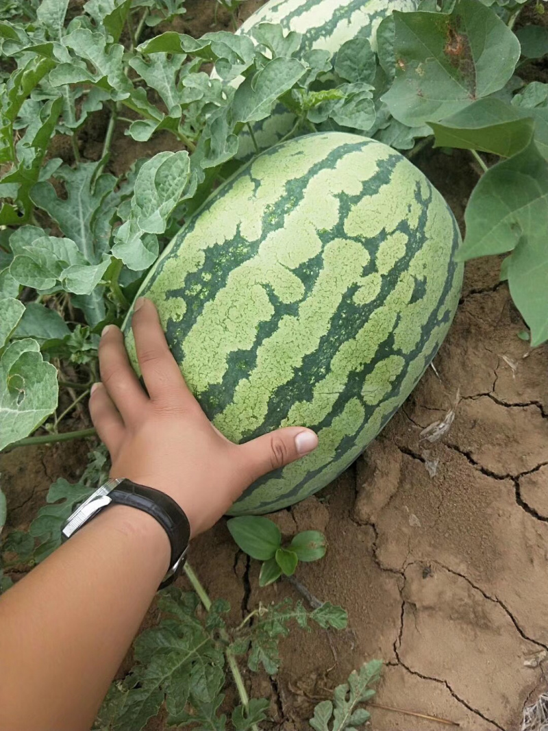 西瓜：宜城金城5号宜城西瓜大量供应，电话联系价格更低