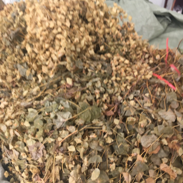 穿心草穿心草穿心草穿心草