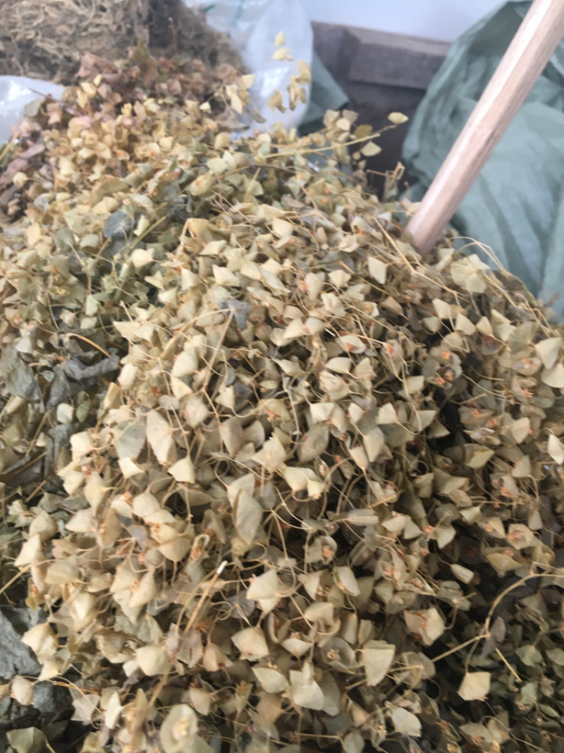 穿心草穿心草穿心草穿心草