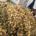 穿心草穿心草穿心草穿心草