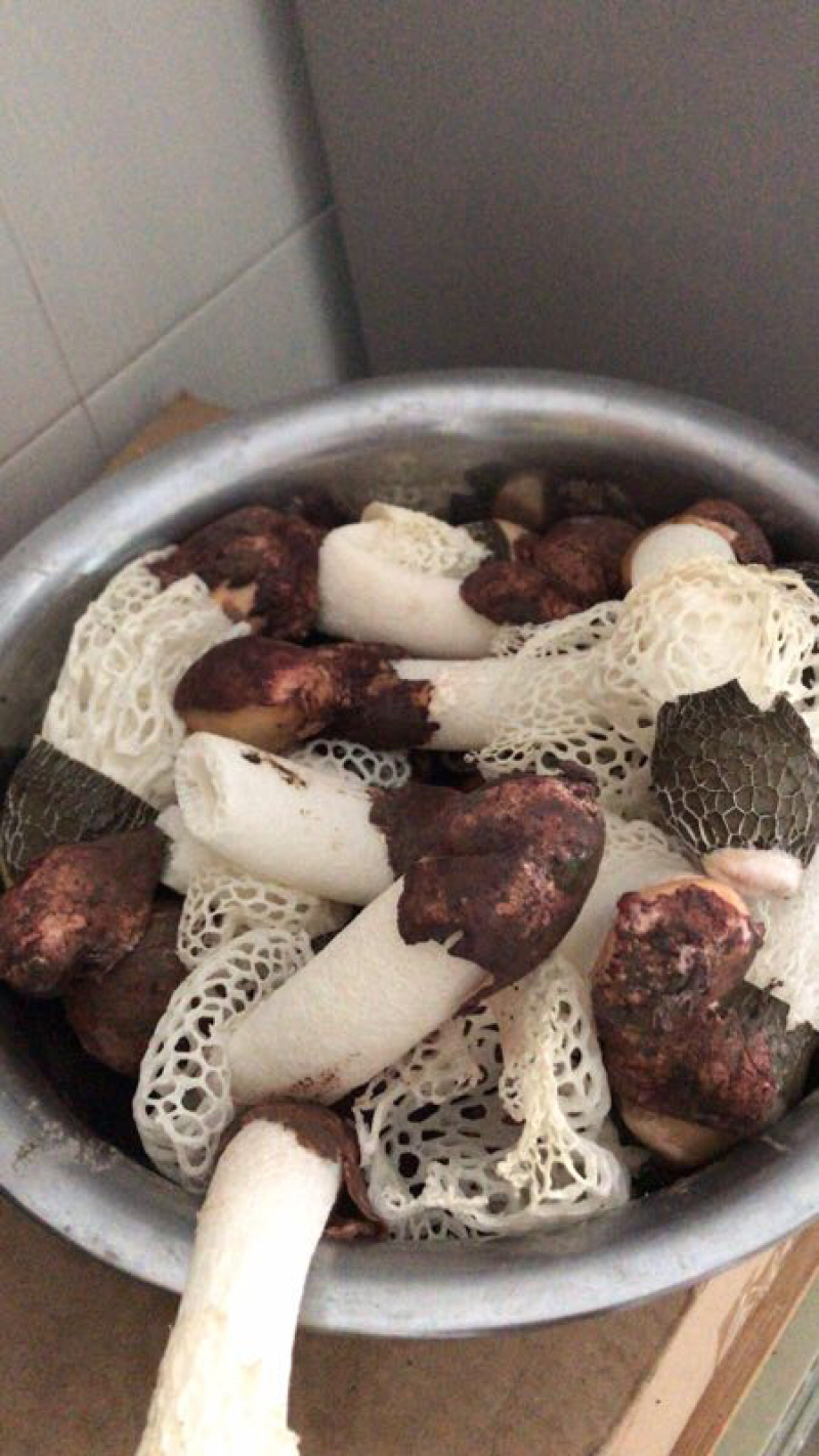 红托竹荪
