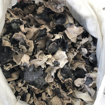 2019毛木耳一级
