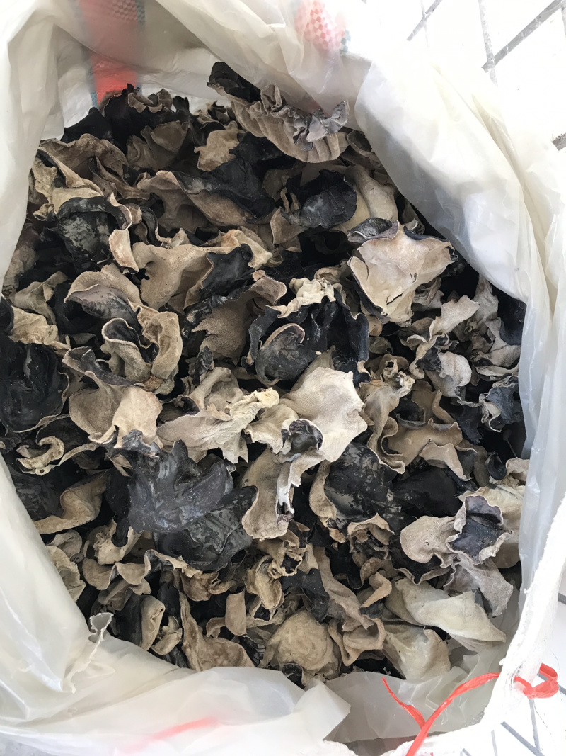 2019毛木耳一级