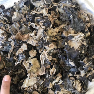 毛木耳三等