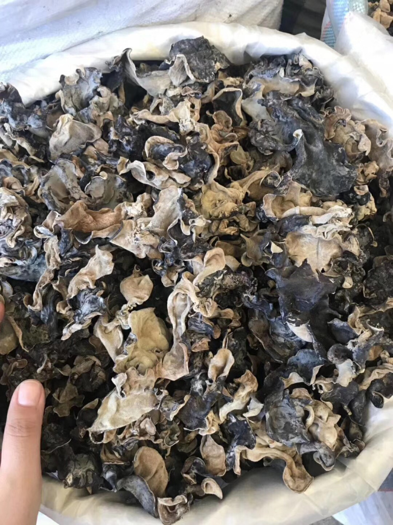 毛木耳三等
