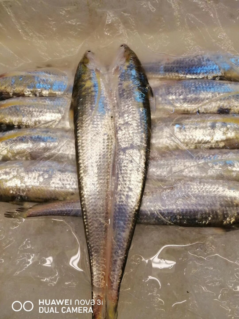 刀鱼2两左右