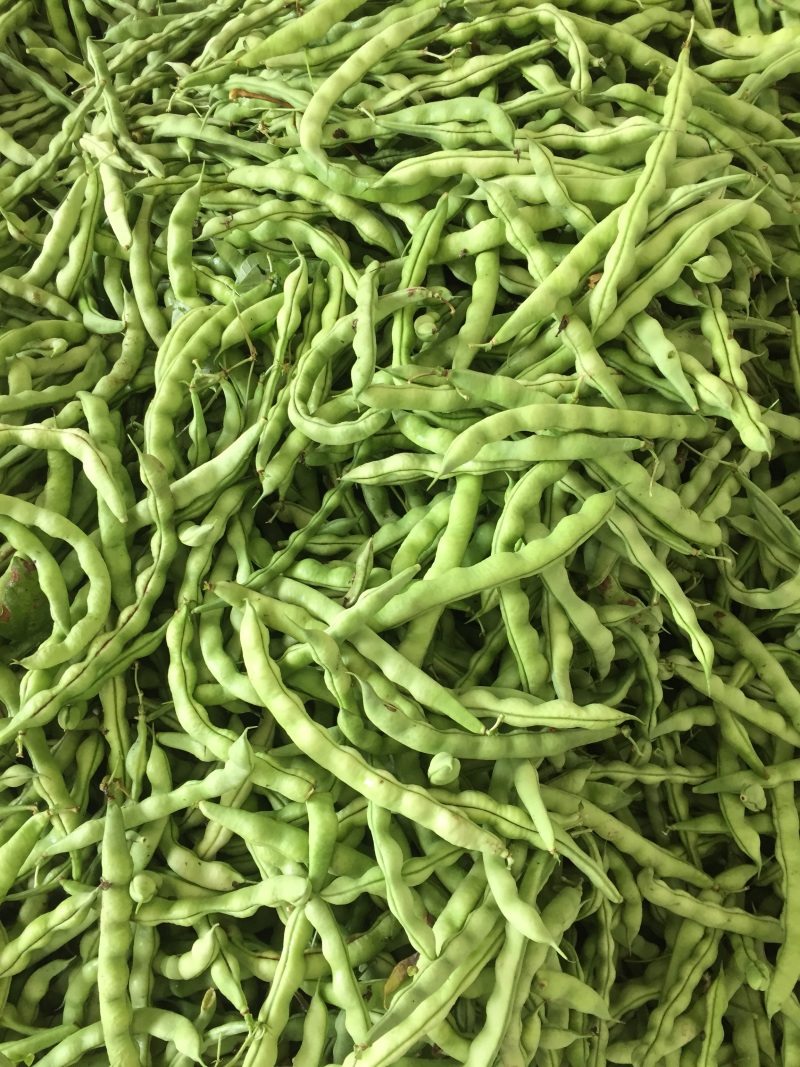 大青豆四月中旬大量上市，价格随行情，欢迎大家关注