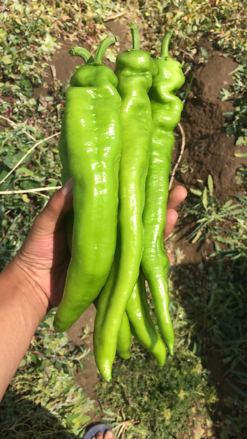 山西大同辣椒羊角牛角黄皮