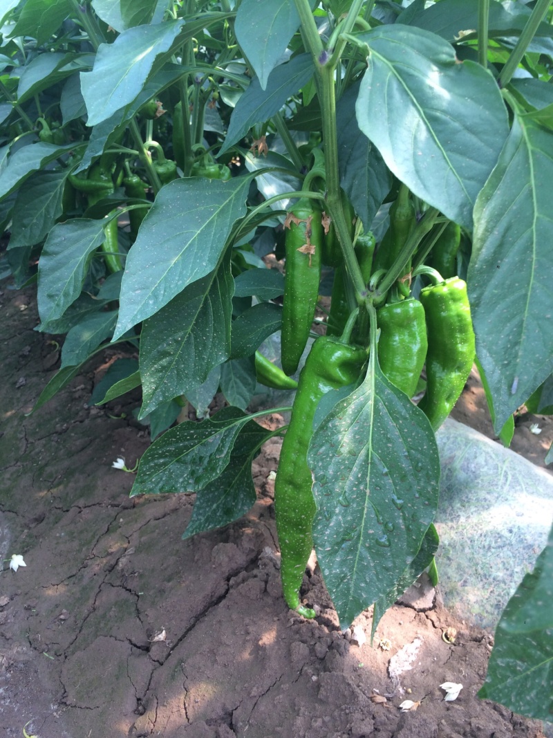 山西大同辣椒羊角牛角黄皮