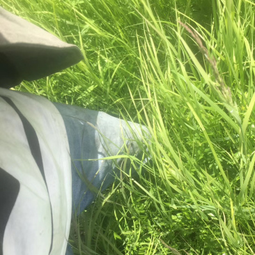 草原出租