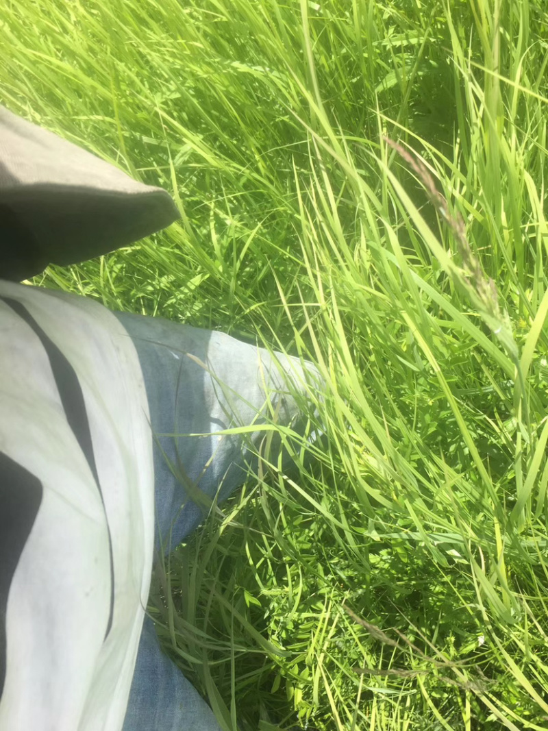 草原出租