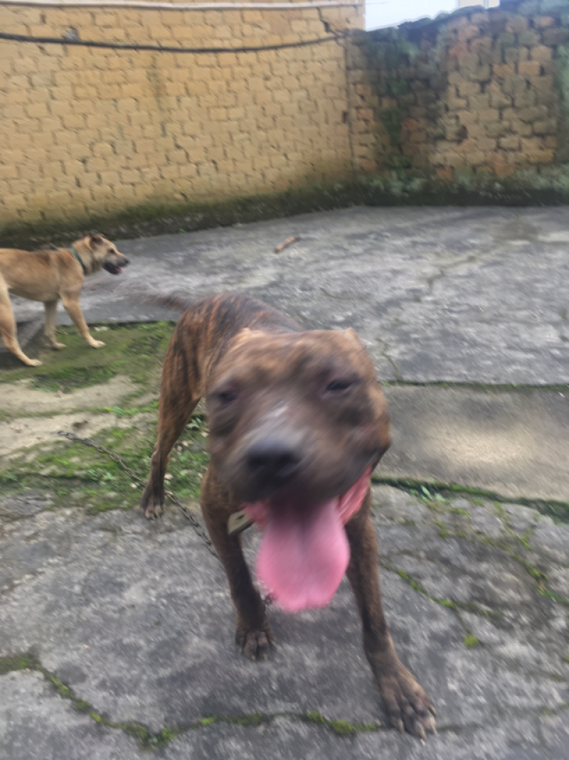比特犬