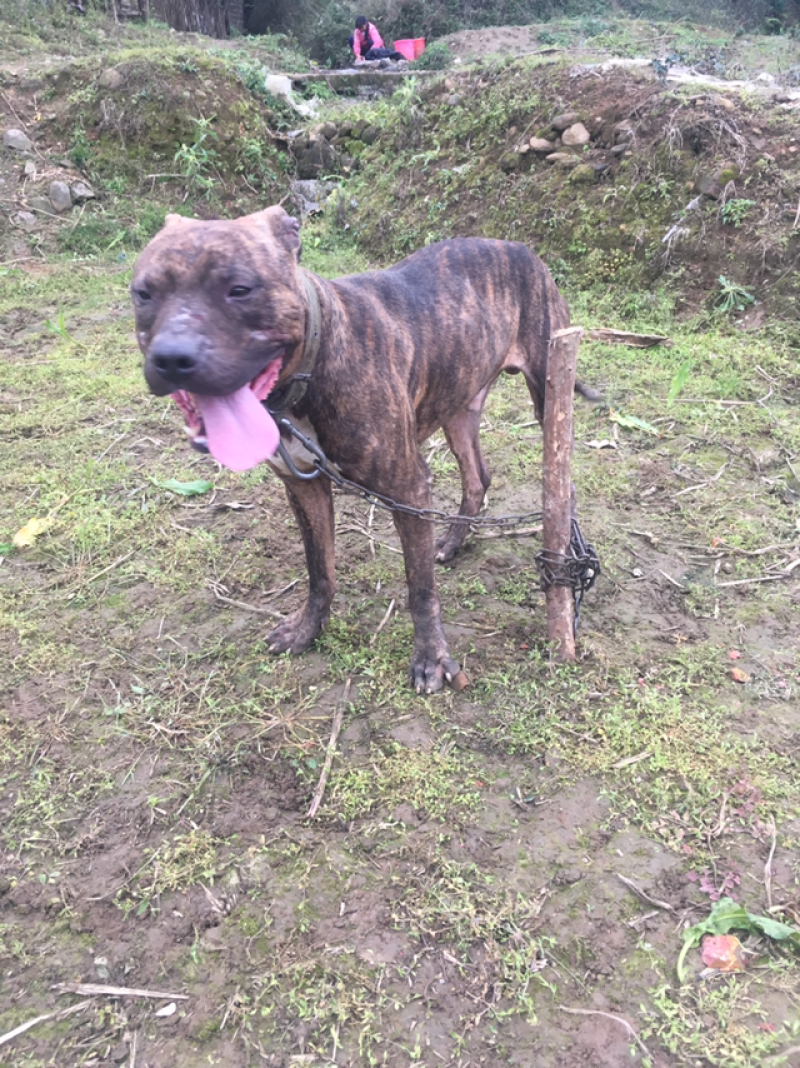 比特犬
