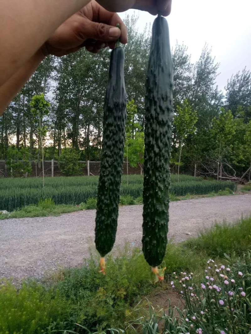 强雌黄瓜苗短把密刺抗病高产提供优良黄瓜苗量大从优