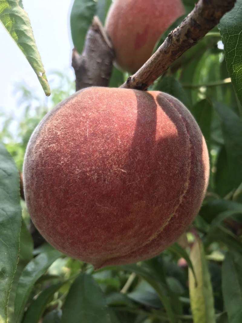 蒙阴蜜桃