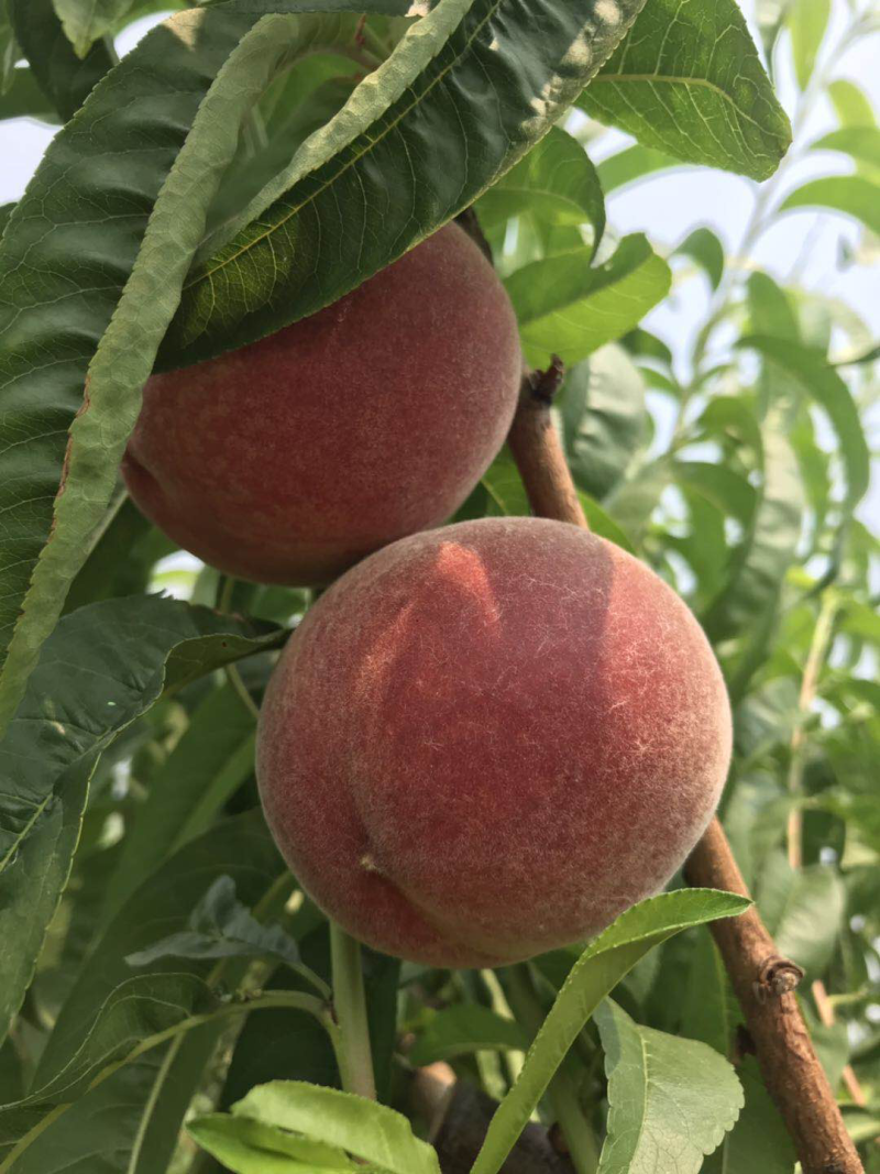 蒙阴蜜桃