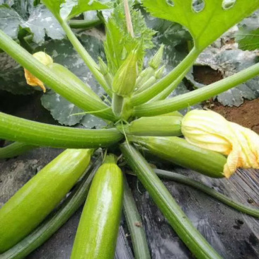 越夏耐热西葫芦苗基地直供量大从优成保质保量